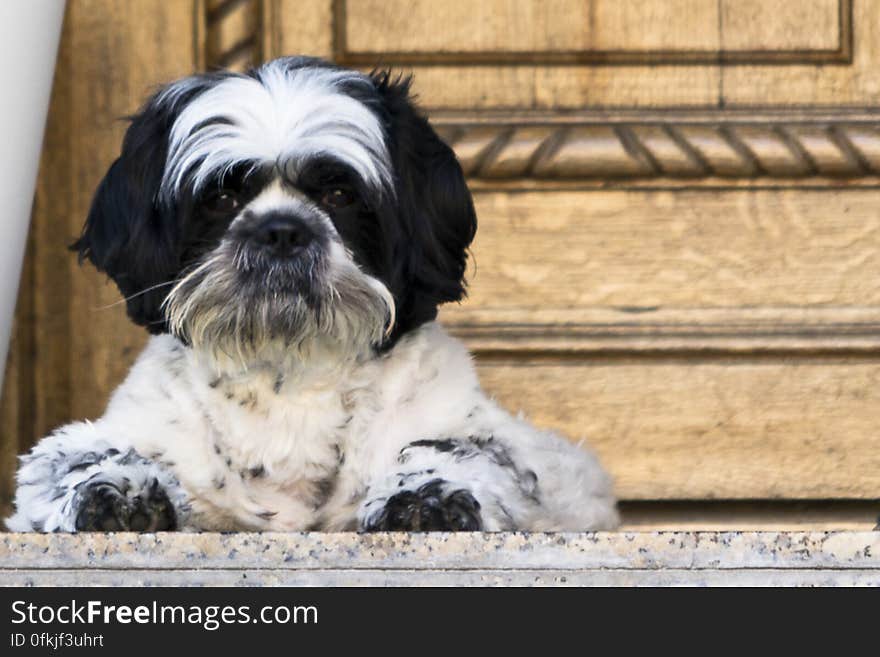 Black and white bichon pet waiting for owner on front porch. Black and white bichon pet waiting for owner on front porch.