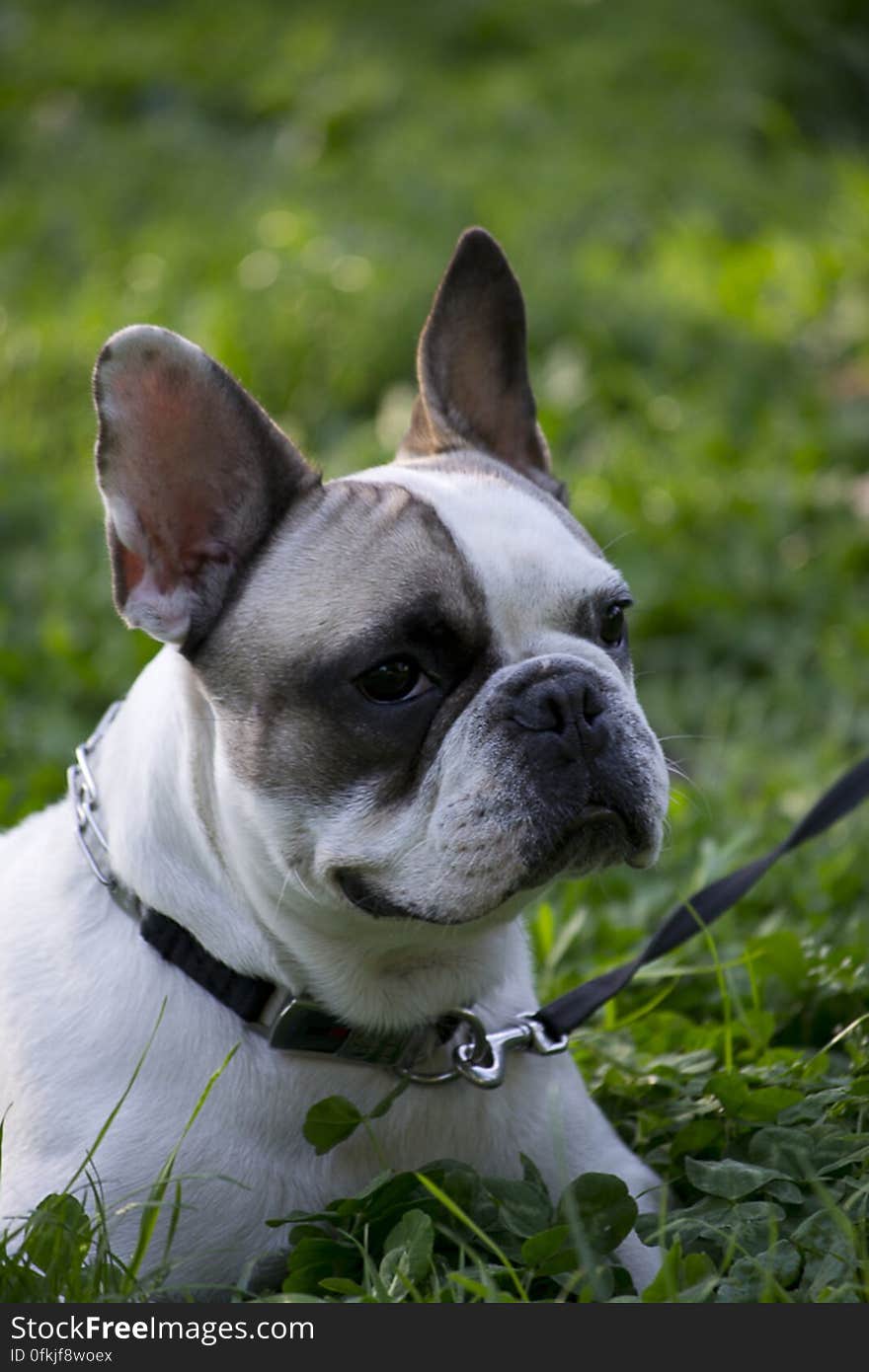 Family pet Boston Bull Terrier dog resting on ground.