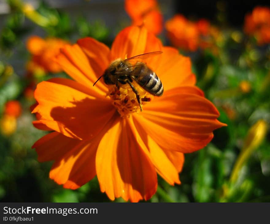 bee-feeding-on-orange-cosmos-flower