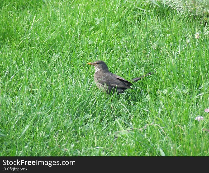 blackbird-in-the-grass