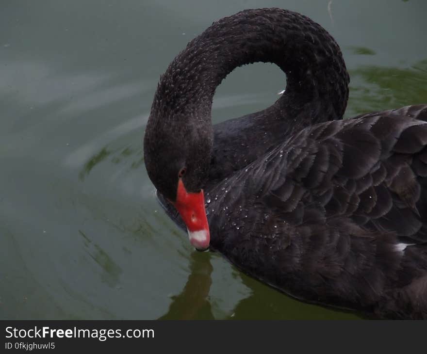 black-swan