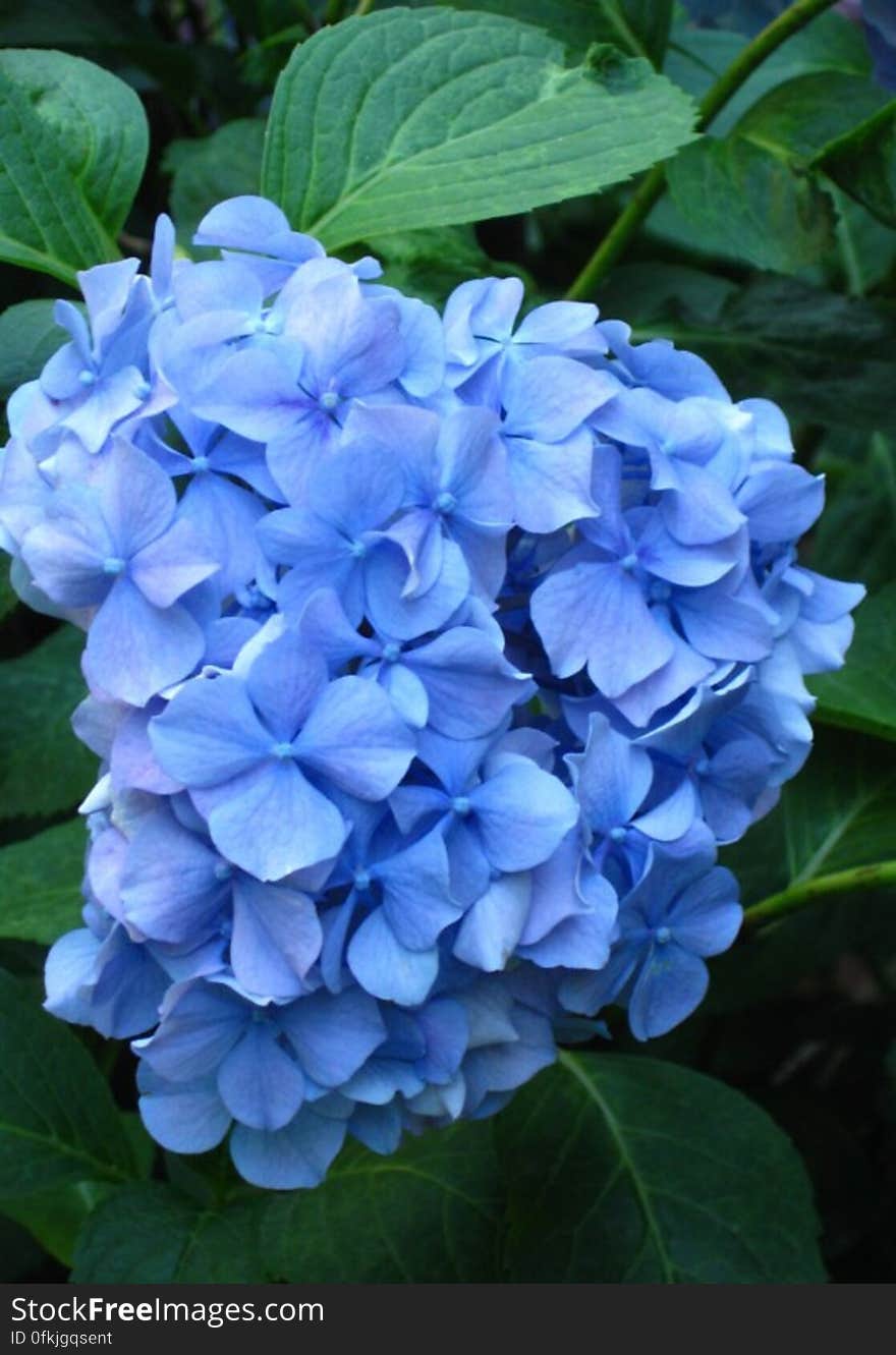 blue-hydrangea