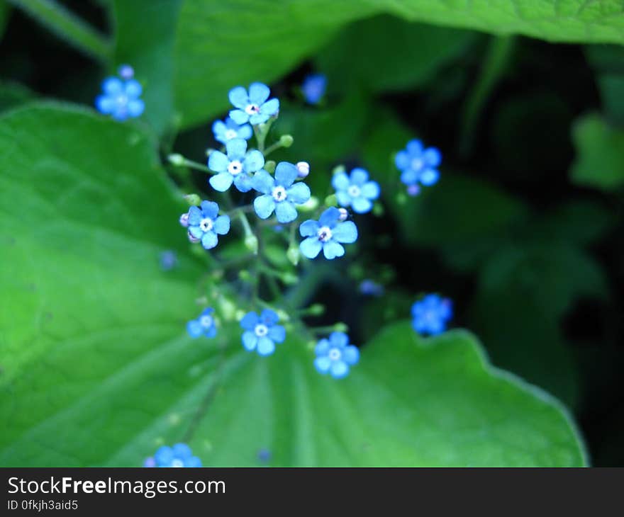blue-little-flowers