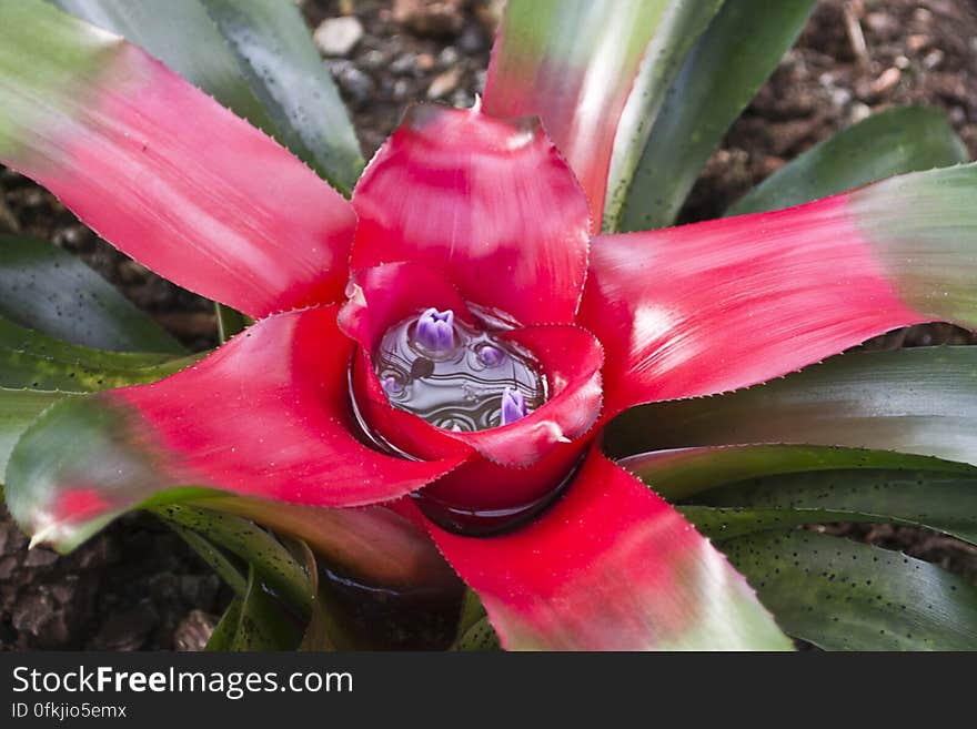 Blushing bromeliad is a Brazil native plant and has lanced shaped leaves and a center turning red when flowers are ready to bloom. Blushing bromeliad is a Brazil native plant and has lanced shaped leaves and a center turning red when flowers are ready to bloom