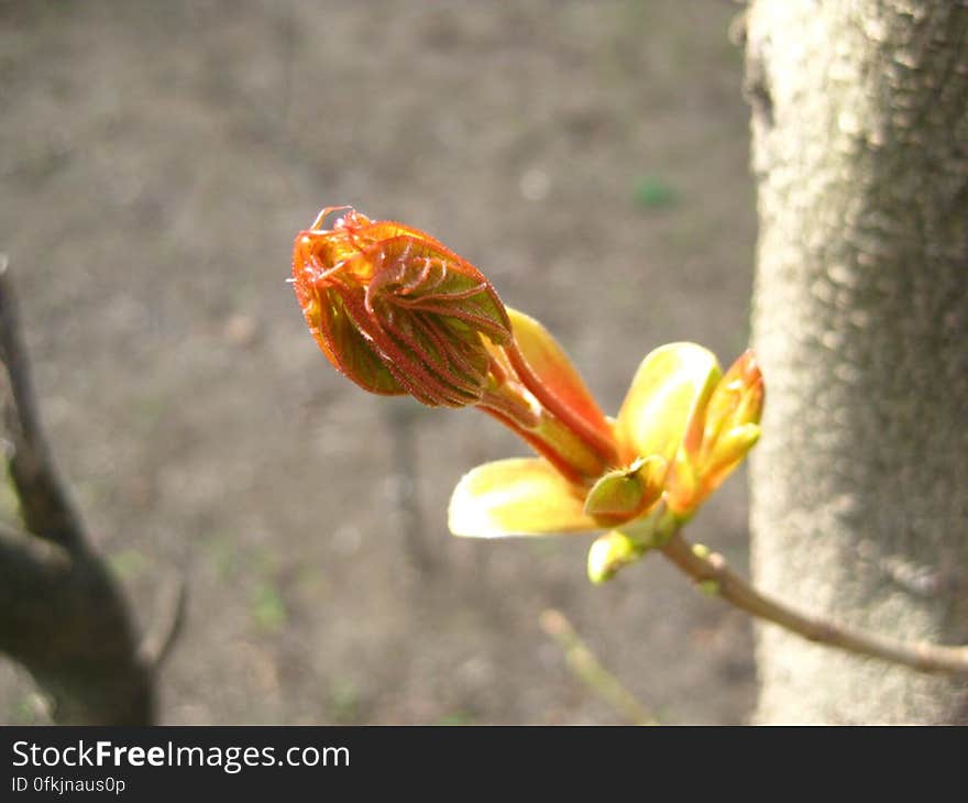 burgeoning-bud-in-april