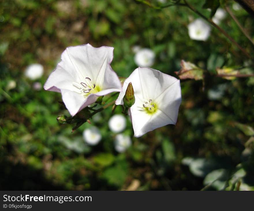 calystegia-sepium-bindweed