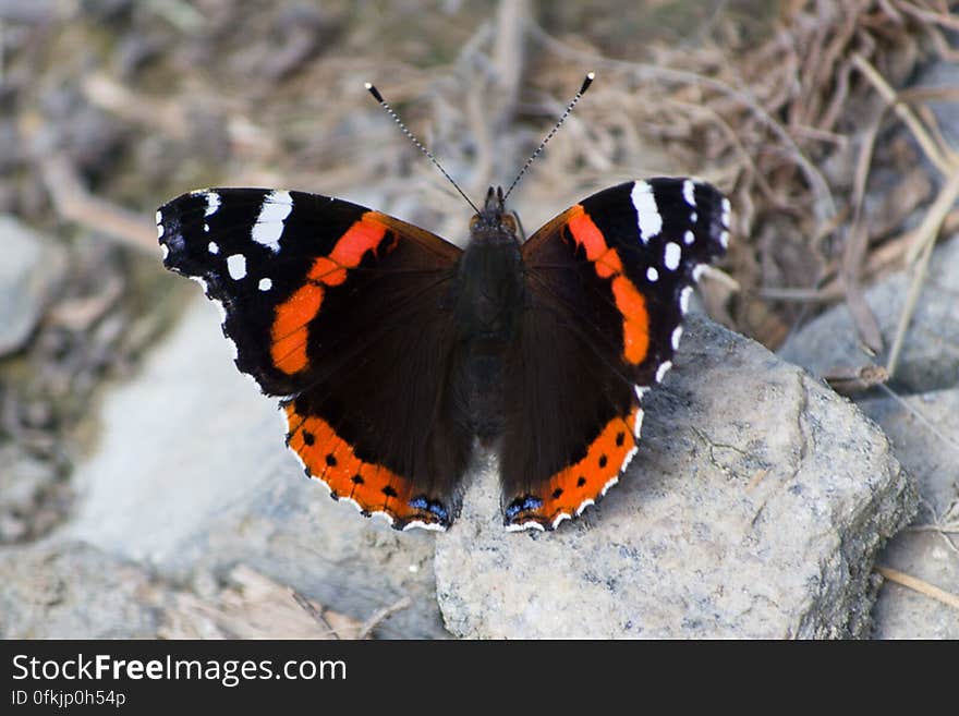 Red Admiral variety butterfly resting on a rock. Red Admiral variety butterfly resting on a rock.