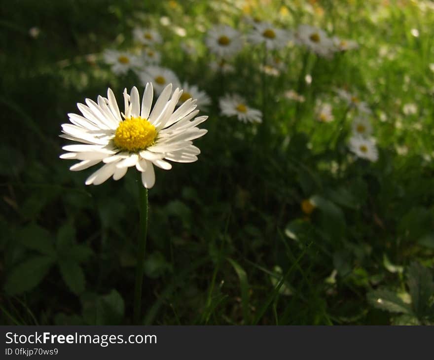 chamomile-field