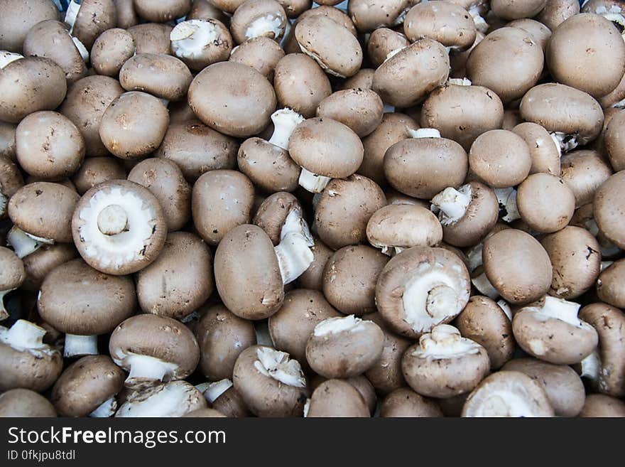 The most common commercially available mushroom, the button or champignon is cultivated in more than 70 countries. The most common commercially available mushroom, the button or champignon is cultivated in more than 70 countries.