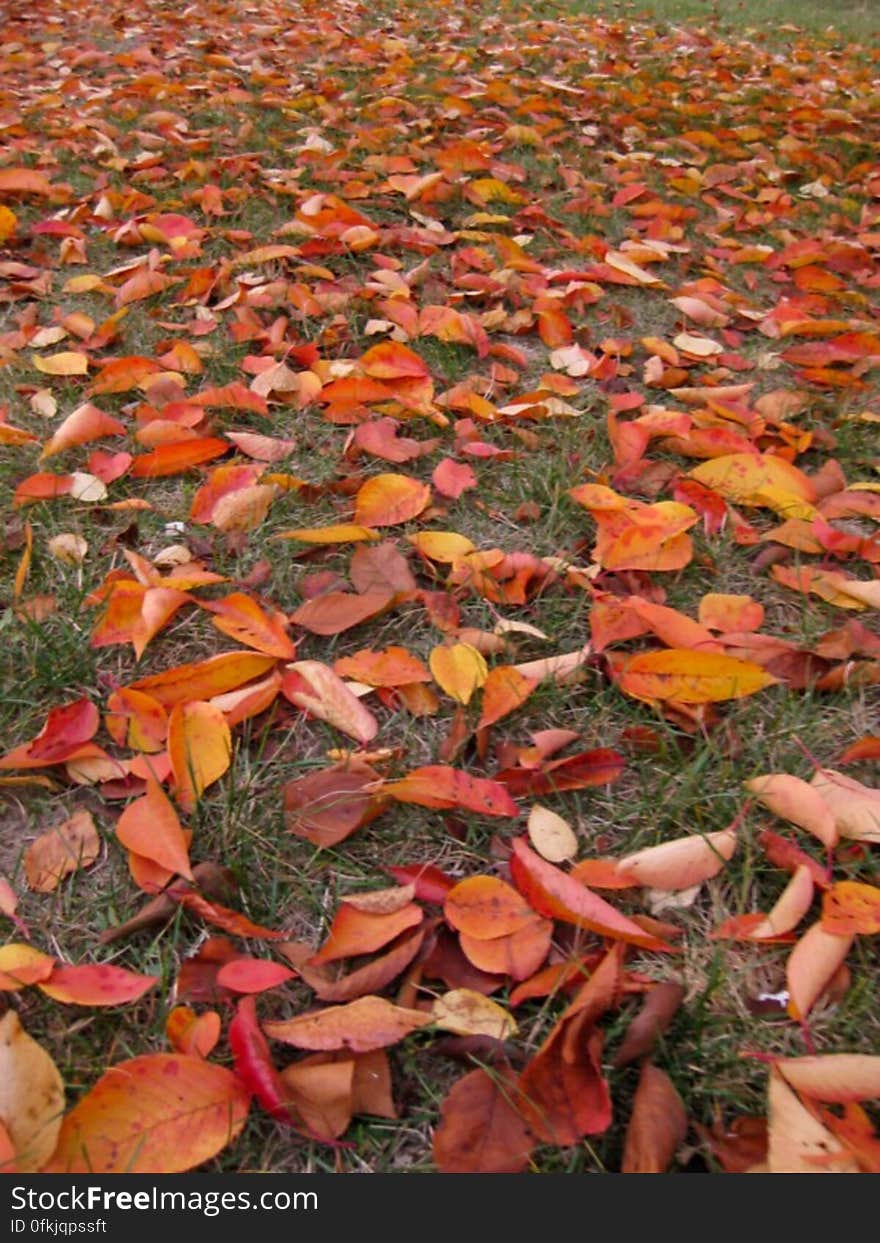 cherry-leaf-litter-in-garden