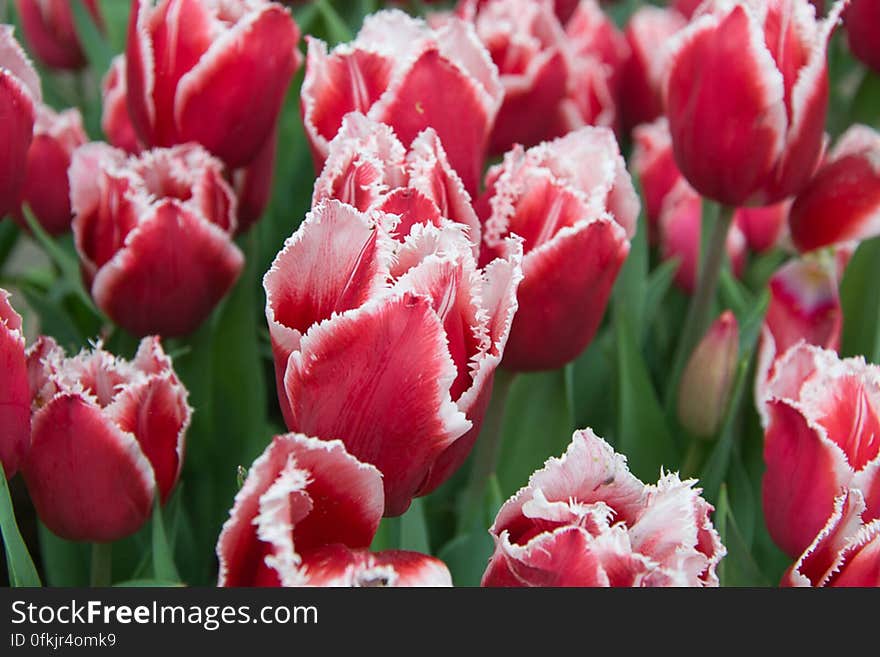 Canasta tulip petals are red at the base fading to pink and a white fringed edge. They last long after cutting. Canasta tulip petals are red at the base fading to pink and a white fringed edge. They last long after cutting.