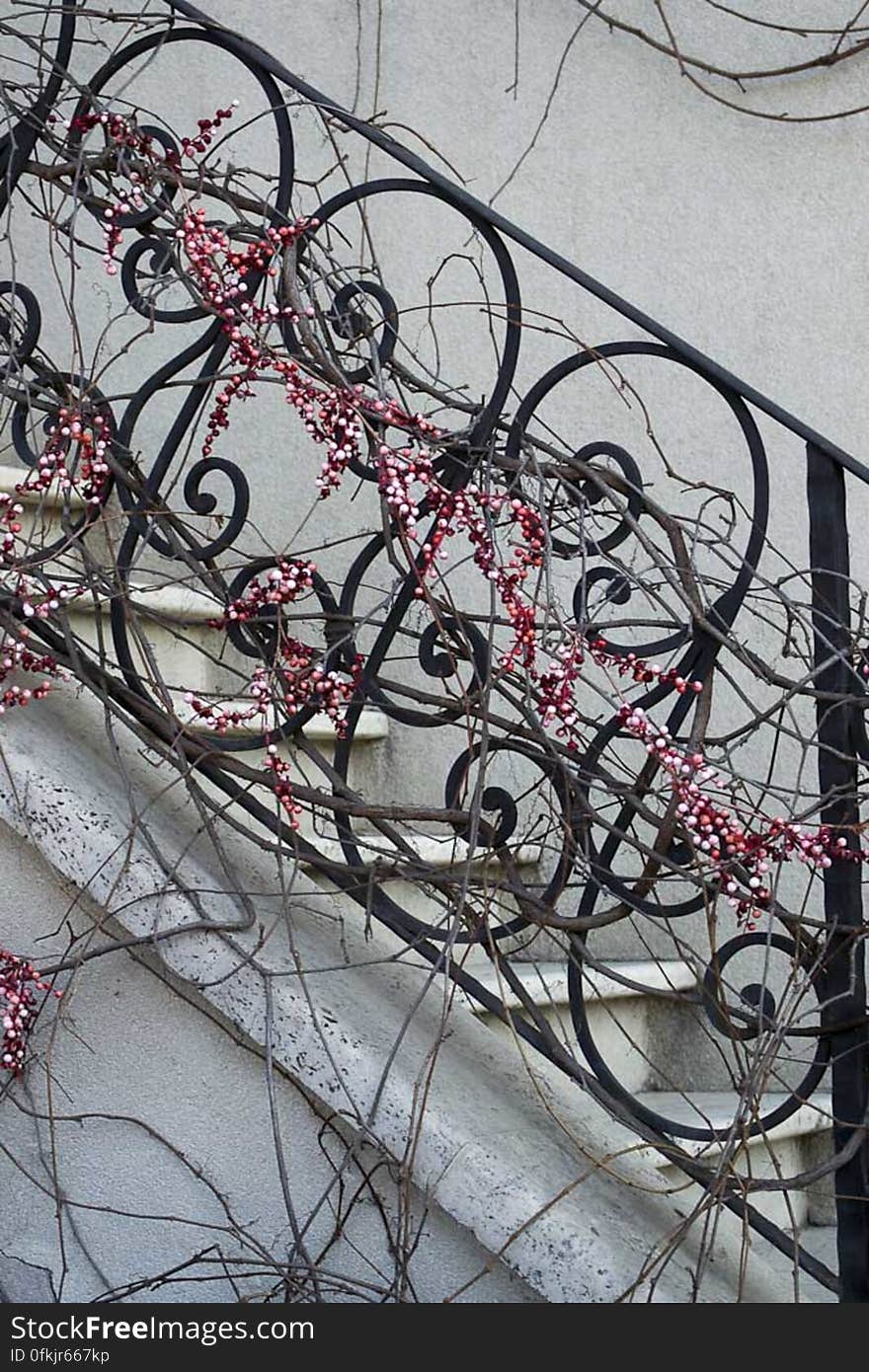 Red and pink berries of a climber plant on metallic rail.