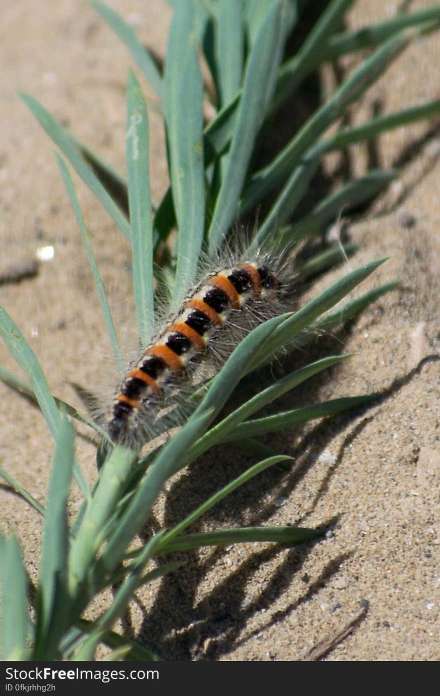 Fuzzy caterpillar with orange rings and black and white stripes. Fuzzy caterpillar with orange rings and black and white stripes.