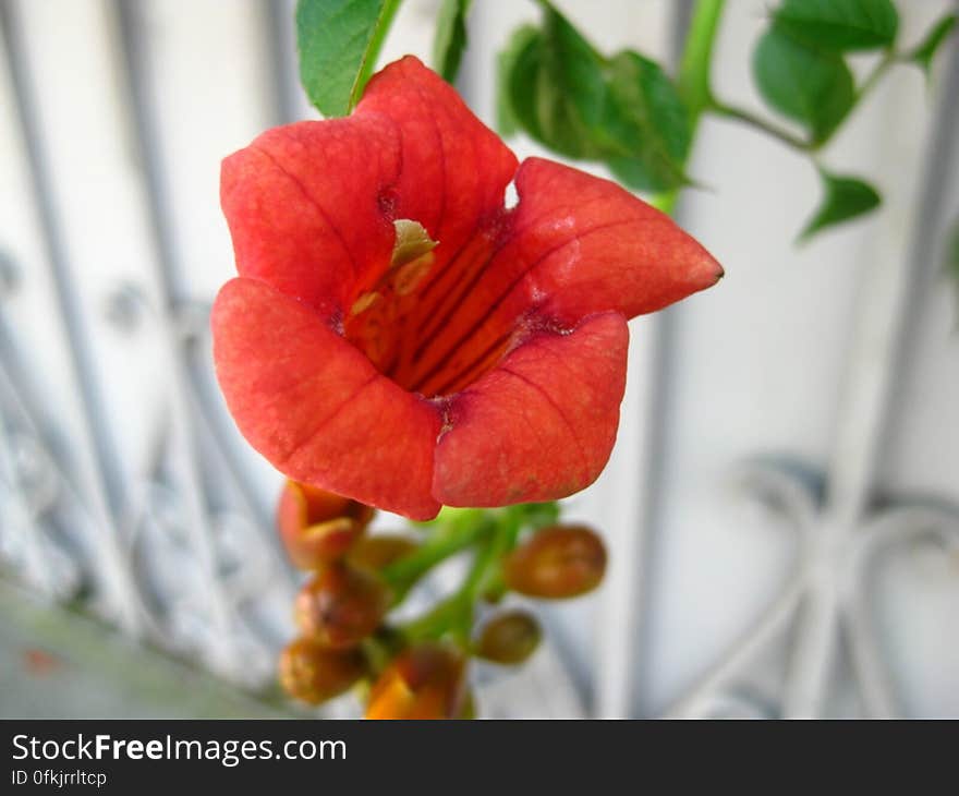 close-up-shot-of-trumpet-vine