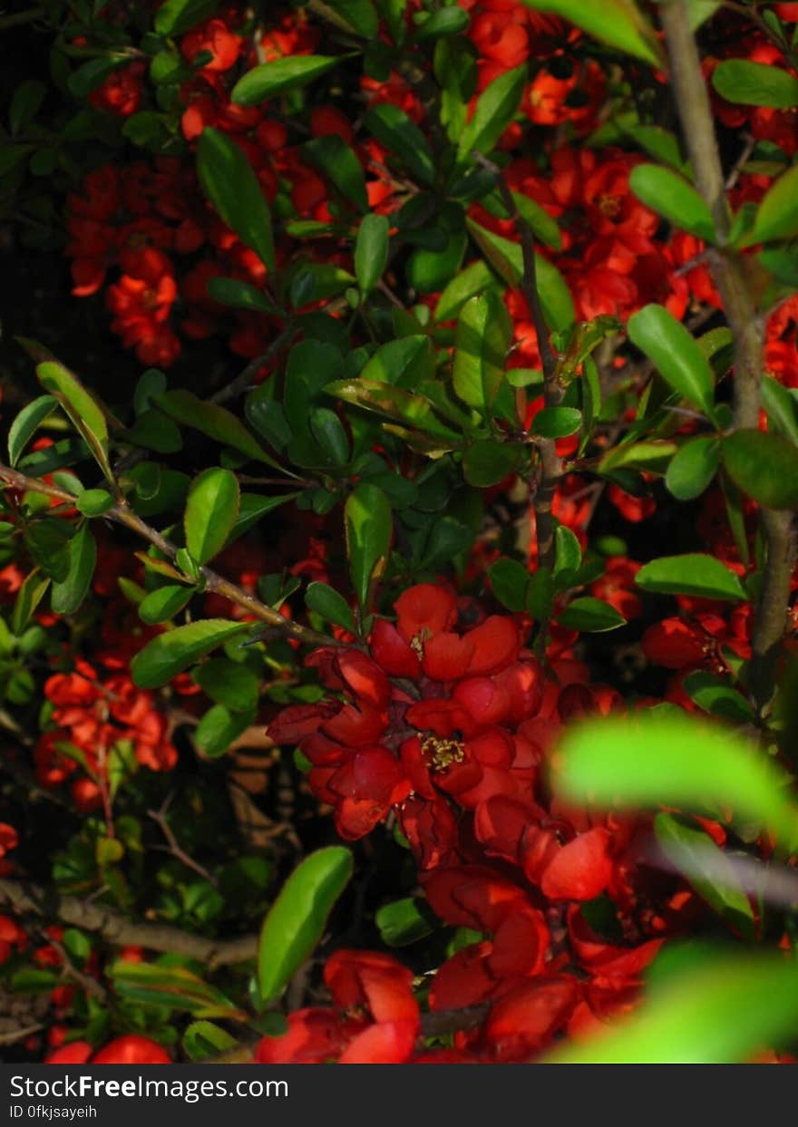 cherry-red-bush-flowers