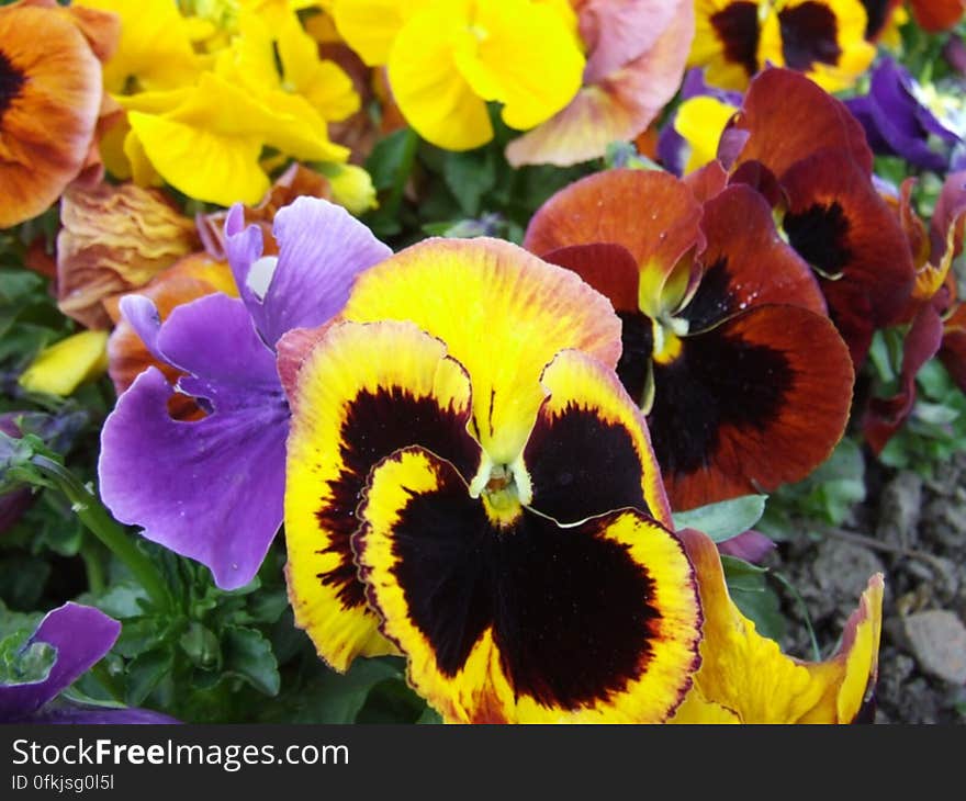 colorful-pansies