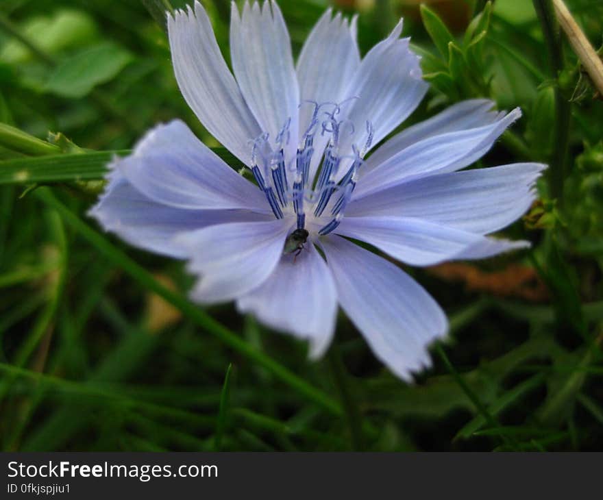 common-chicory-flower