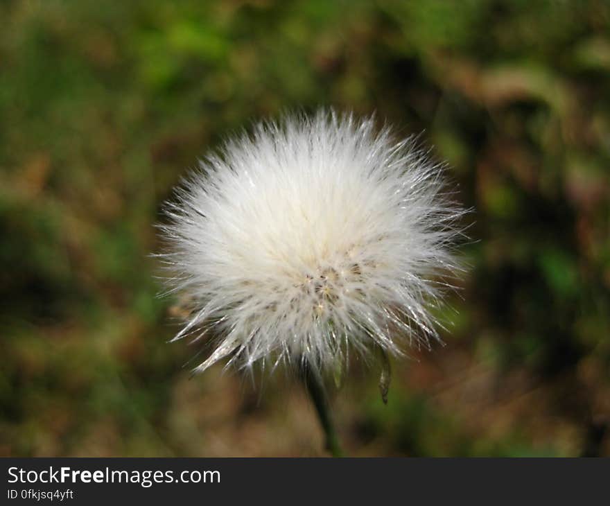 common-groundsel