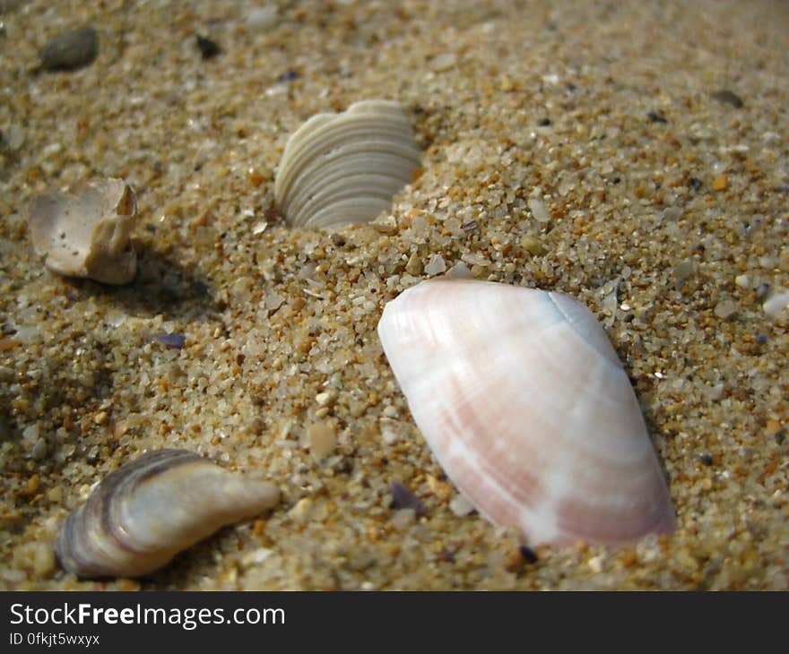 close-up-of-broken-sea-shells-in-the-sand