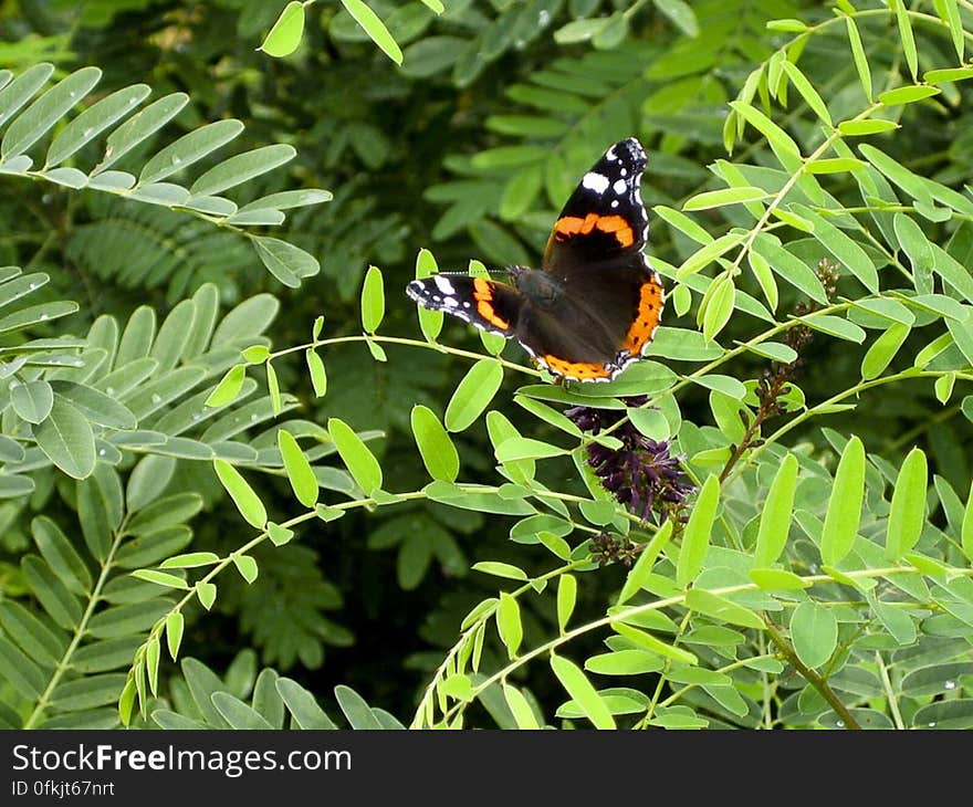 Unmistakably colored, Red Admiral lives in moist spaces and migrates during winters. They are not scared by human approach and can be easily photographed. Unmistakably colored, Red Admiral lives in moist spaces and migrates during winters. They are not scared by human approach and can be easily photographed