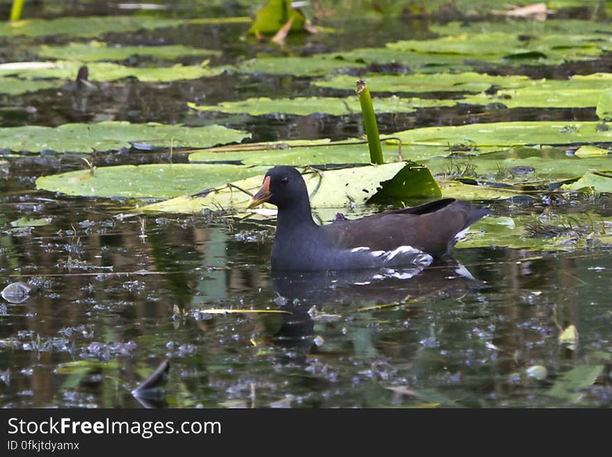 A widespred bird in globe&#039;s wetlands, the common moorhen is easily recognizable by its bright red shield and yellow bill. Plumage is olive brown.