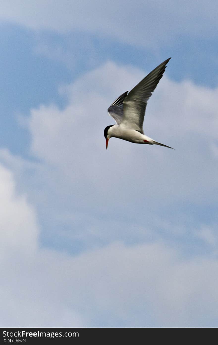 With black and white plumage, a common tern is searching for fish in flight