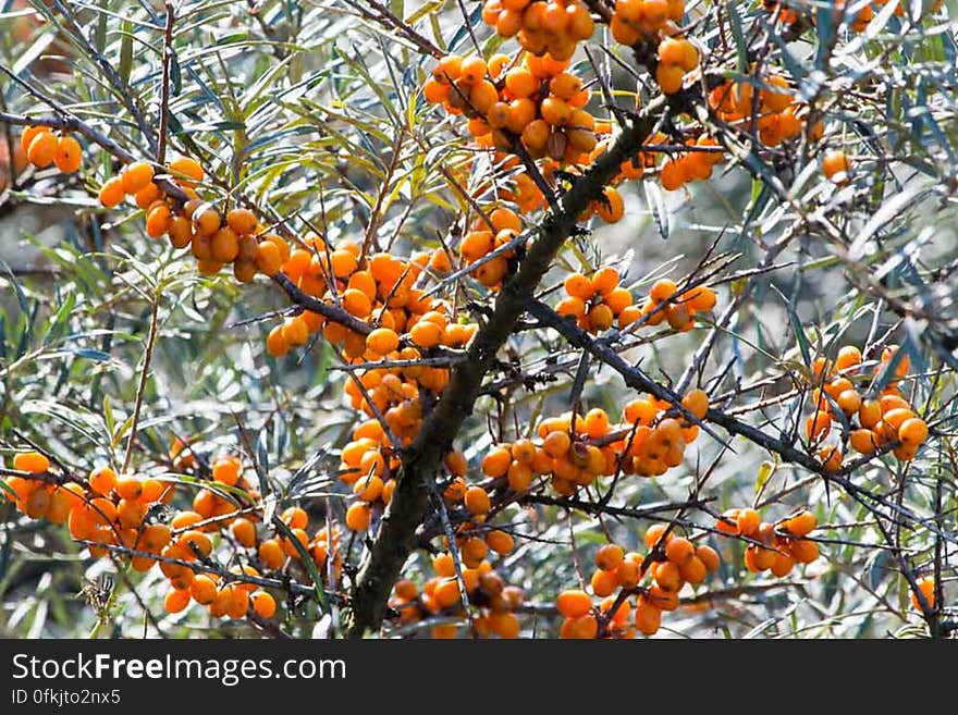 Buckthorn fruits are used for various purposes, from juices to oils and teas. Buckthorn fruits are used for various purposes, from juices to oils and teas.