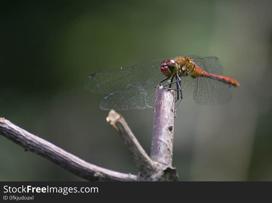 A very common European dragonfly resting on a branch. Males turn red when reaching maturity. A very common European dragonfly resting on a branch. Males turn red when reaching maturity.