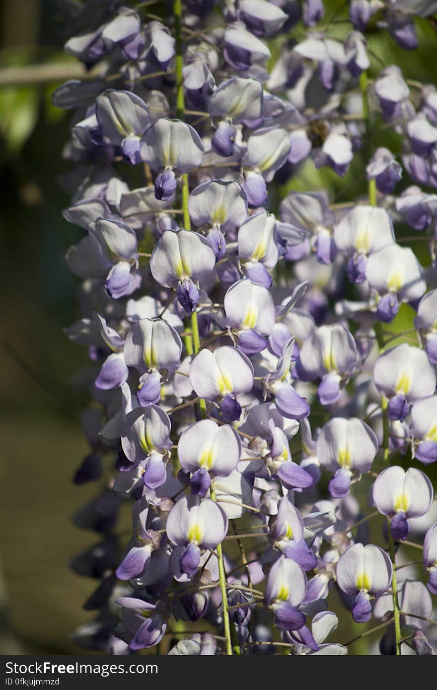 Clusters of cascading violet and white Wisteria flowers. Clusters of cascading violet and white Wisteria flowers.