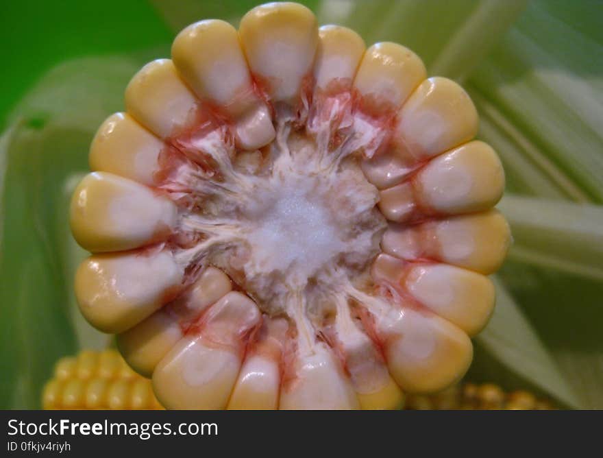 cross-section-of-a-raw-corn-cob