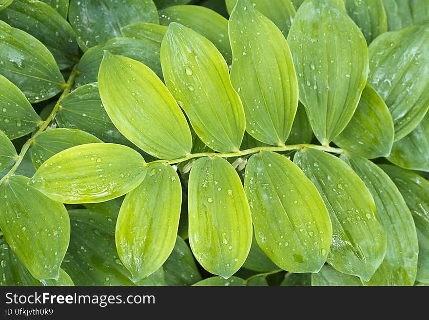 Dense vegetation on forest floor covered with droplets of morning dew. Dense vegetation on forest floor covered with droplets of morning dew.