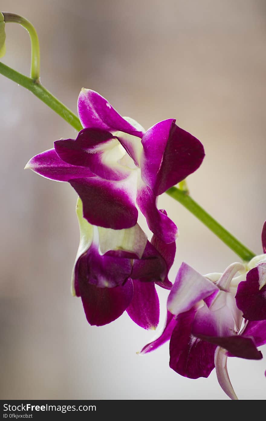 A close-up photo of an orchid flowering plant. Its scent is frequently used as fragrance in perfums.