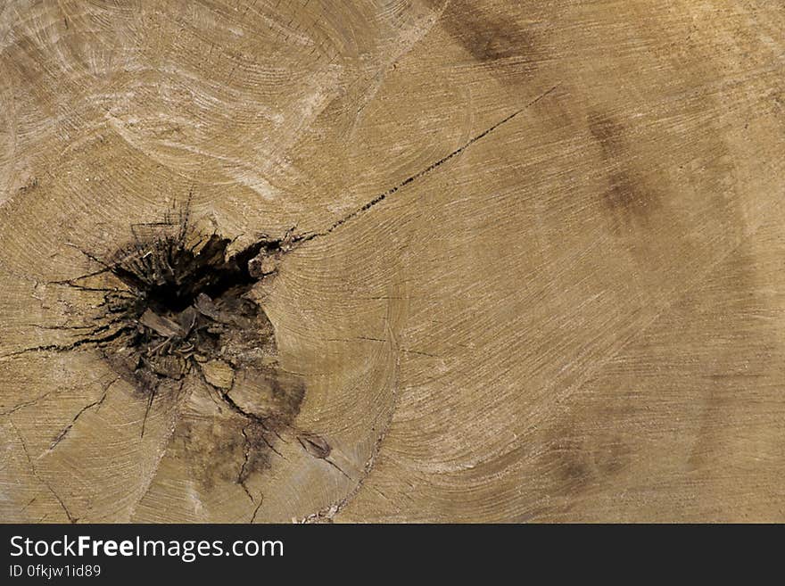 Photo of inner section of a tree trunk showing growth rings and dark central pith. The so called heartwood is the strongest part of the tree.