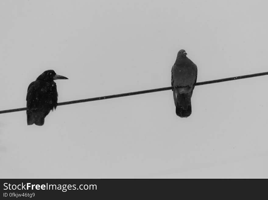 crow-and-pigeon-on-wire-under-snowfall