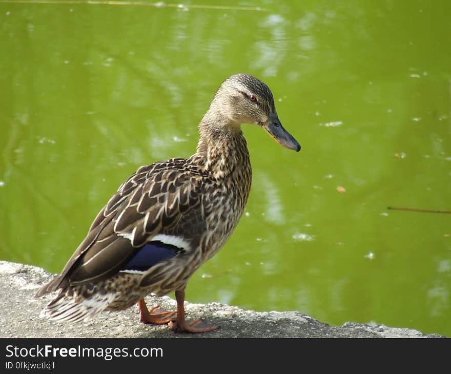 duck-on-lake-border