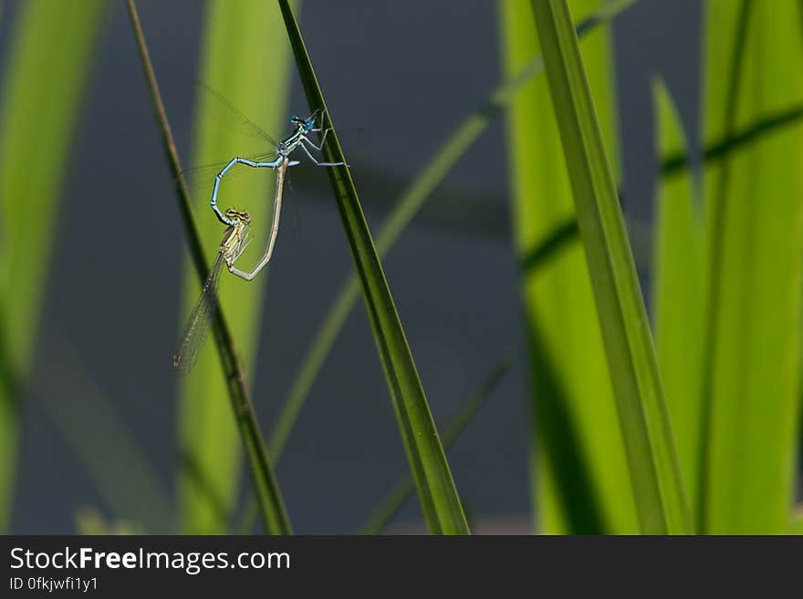 Common blue damselfly pair engaging in mating. Common blue damselfly pair engaging in mating.