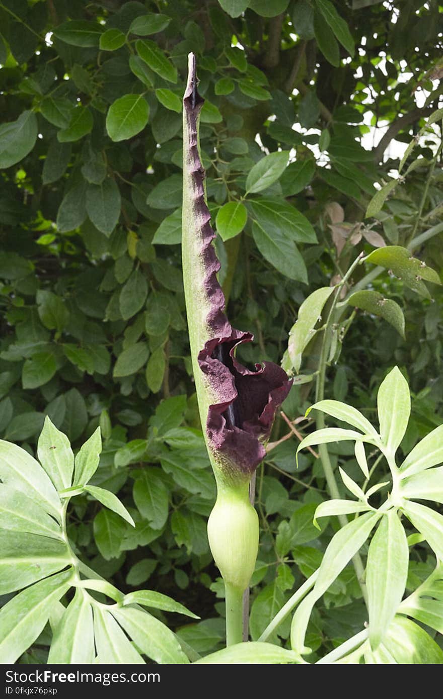 A poisonous plant, Dracunculus vulgaris has a spectacular inflorescence with a long spadix surrounded by a dark purple bract. It gives very bad odor before poll. A poisonous plant, Dracunculus vulgaris has a spectacular inflorescence with a long spadix surrounded by a dark purple bract. It gives very bad odor before poll