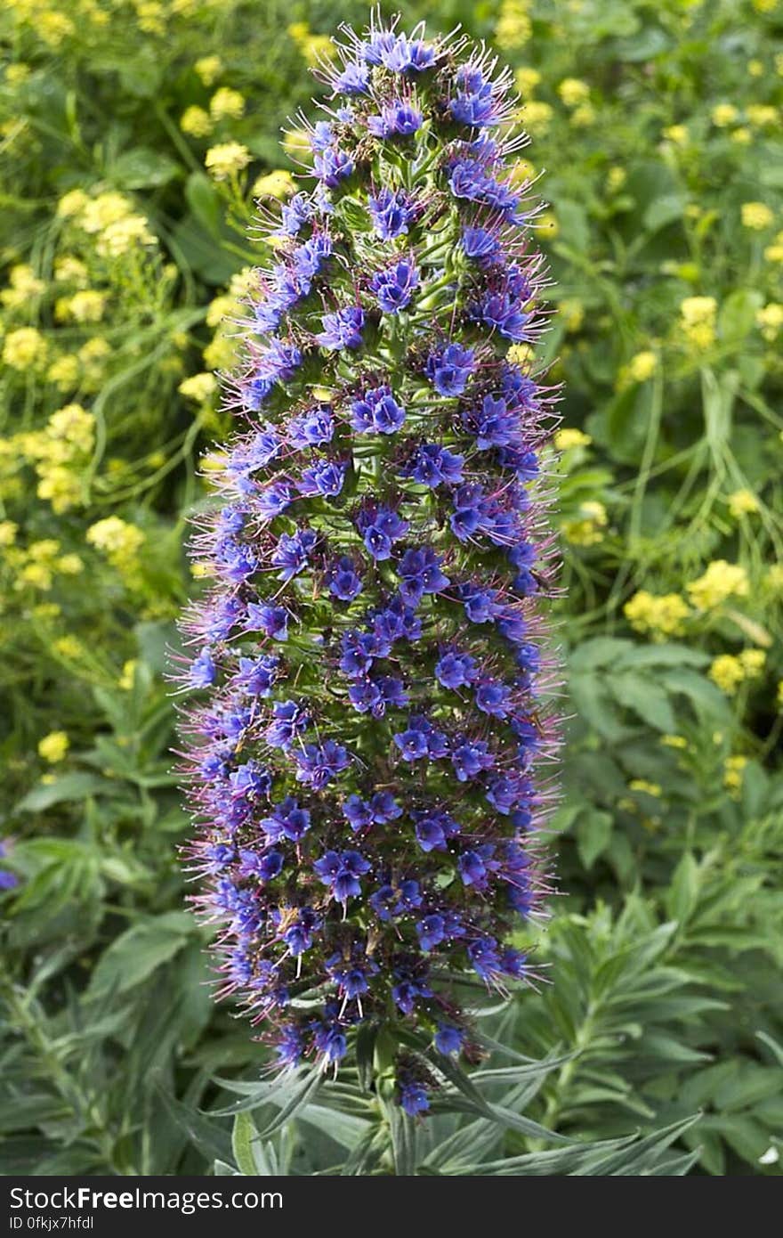 Endemic to Canary Islands, Echium webbii makes a great ornamental plant with is multitude of blue and purple flowers.