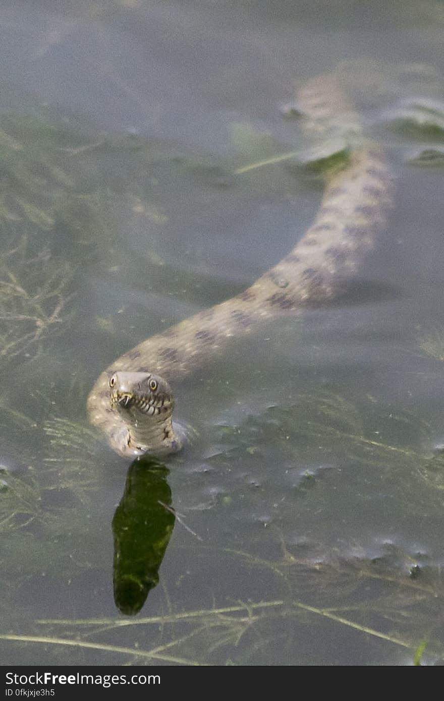 Natrix tessellata snake swimming in shallow water full of vegetation. Natrix tessellata snake swimming in shallow water full of vegetation.