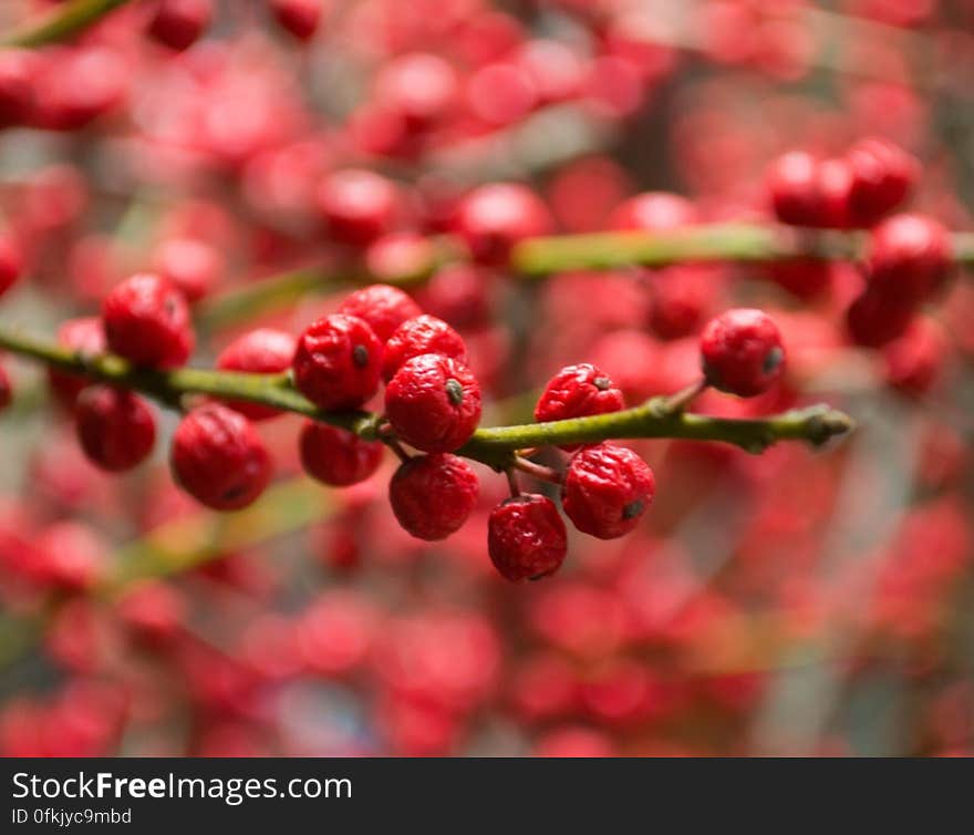 european-mountain-ash-pomes