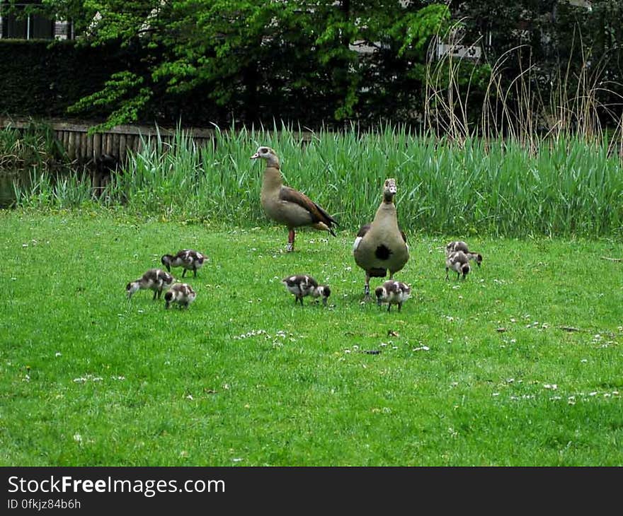 Ducklings watched over by drake and duck parents are feeding on grass by pond. Ducklings watched over by drake and duck parents are feeding on grass by pond