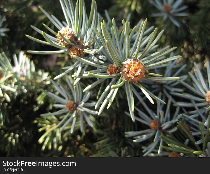 evergreen-tree-fruits