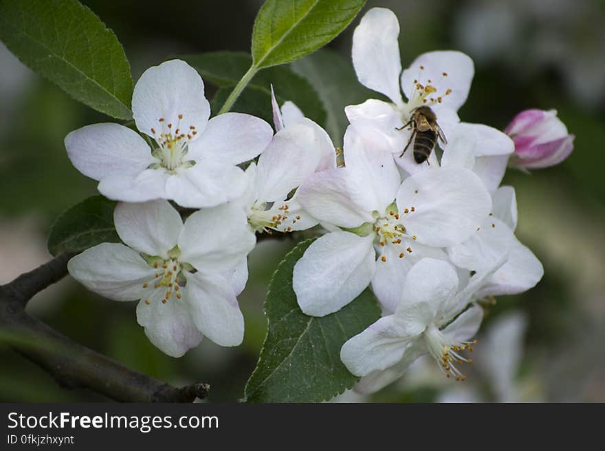 Bee feeding on spring blossom nectar. Bee feeding on spring blossom nectar.