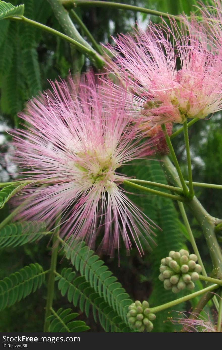 fuzzy-pink-inflorescence