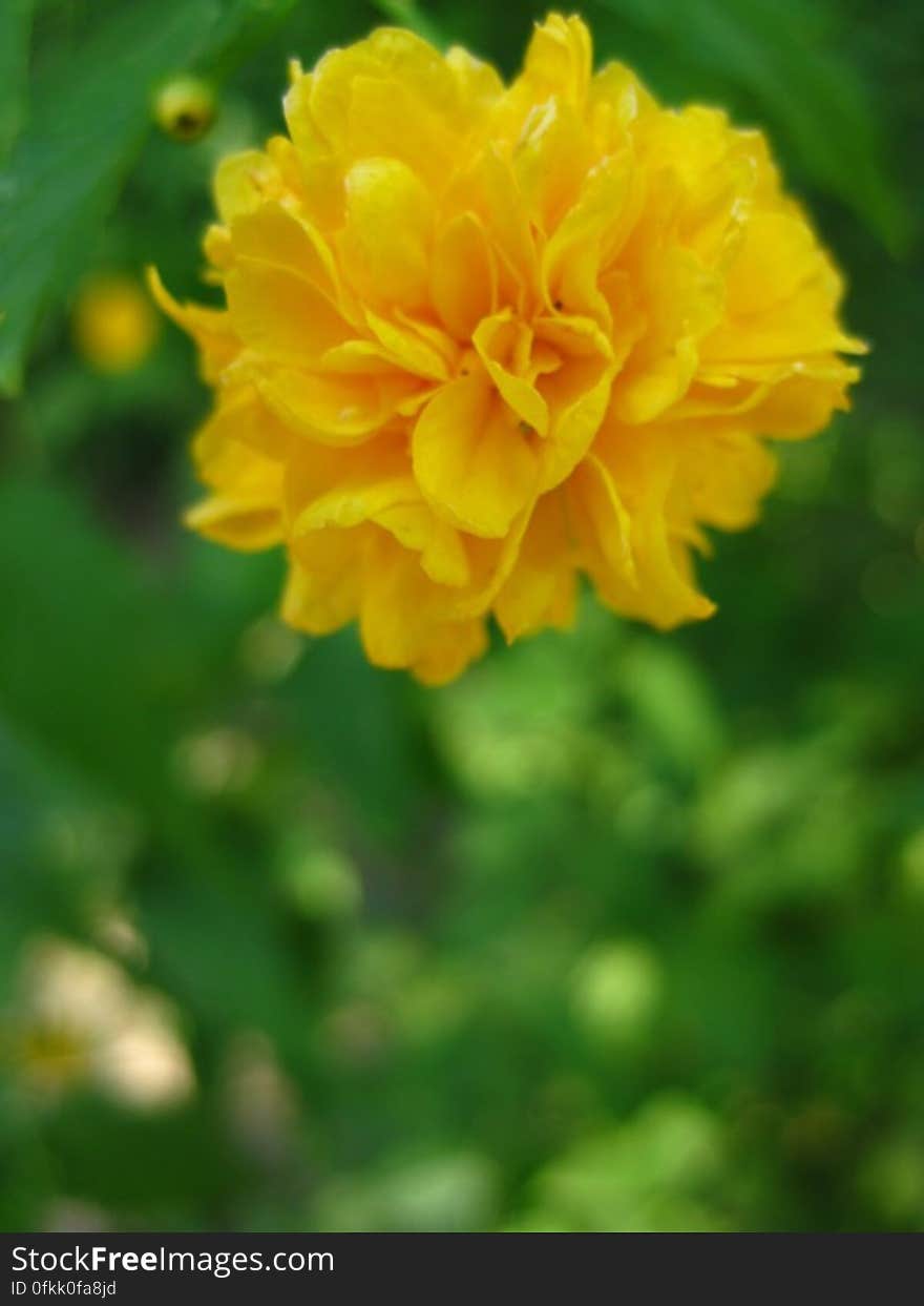 garden-marigold-flower