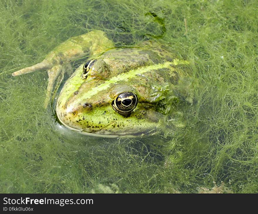 Frog hiding in water vegetation. Frog hiding in water vegetation