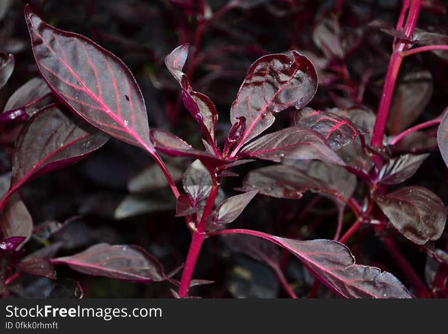 garden-croton-shrub