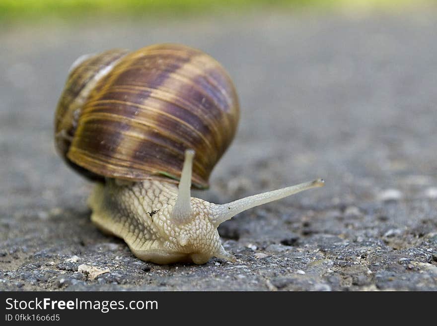 Snail crossing a park path. Snail crossing a park path