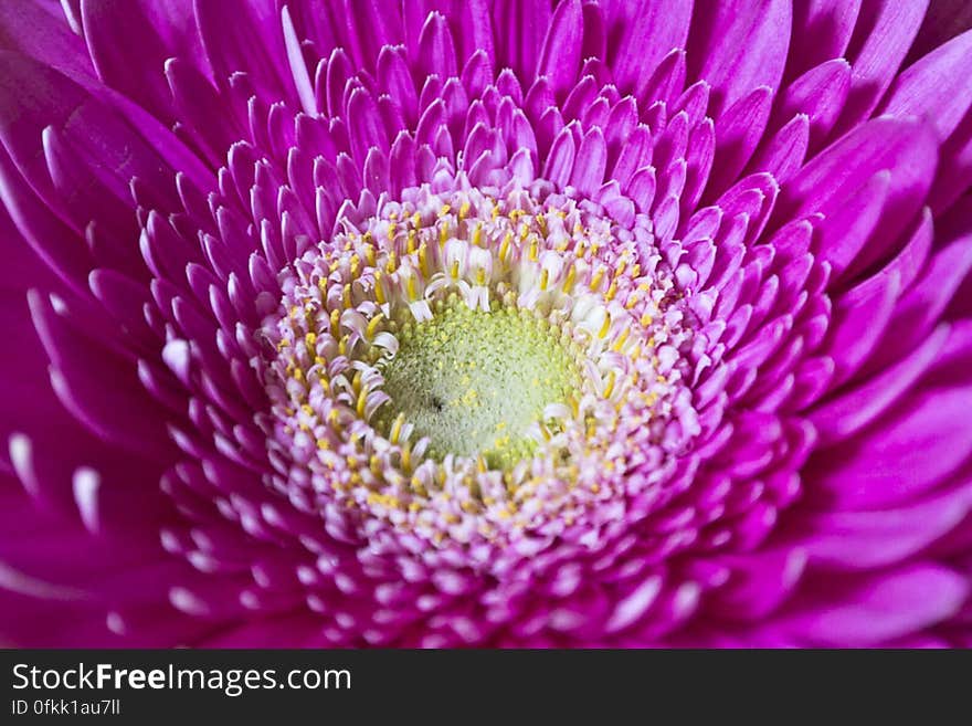 Part of sunflower family, Gerbera originates from South Africa and is one of the most popular cut flowers nowdays. Part of sunflower family, Gerbera originates from South Africa and is one of the most popular cut flowers nowdays.