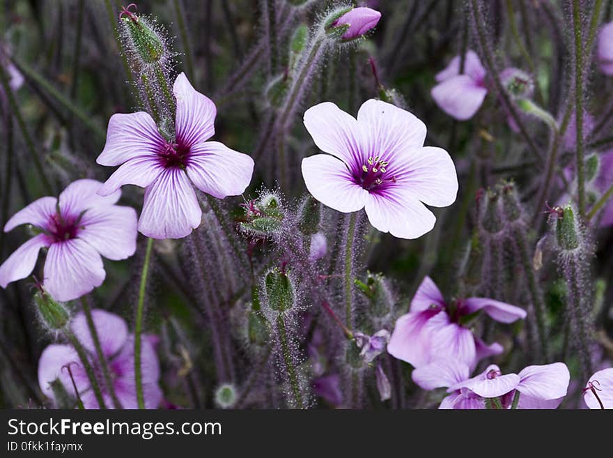 Native to Portuguese island of Madeira, Geranium maderense grows wonderful mauve flowers on stems covered with purple hairs. Native to Portuguese island of Madeira, Geranium maderense grows wonderful mauve flowers on stems covered with purple hairs.